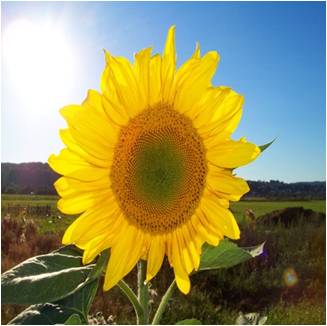 Sonenblume